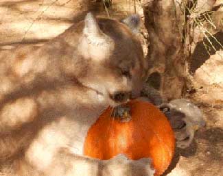 swcc pumpkin